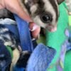 Sugar Glider - Image 2