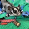 Sugar Glider