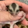 Sugar Glider - Image 3