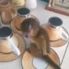 Titi (Capuchin Monkey) - Image 3