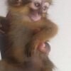 Titi (Capuchin Monkey)