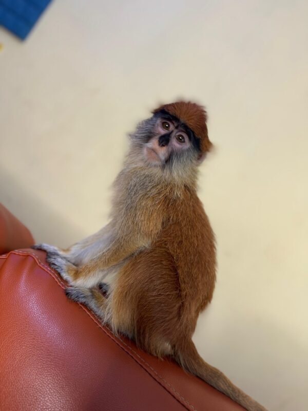 Nemalin (Capuchin) - Image 3
